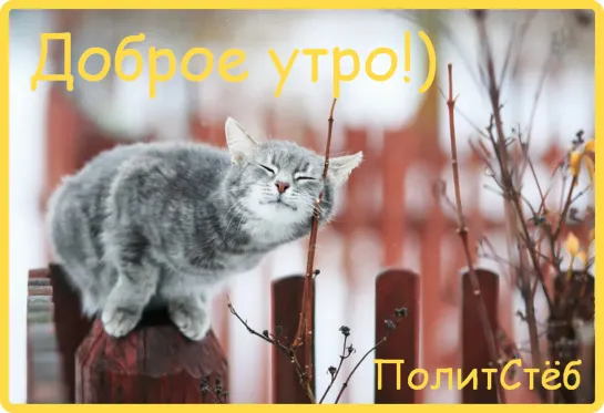 #ПолитСтёб ПРИКОЛЫ С ЖИВОТНЫМИ😺🐶