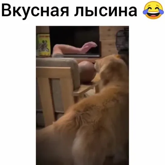 Смешные видео приколы