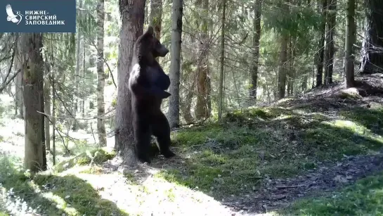 Молодой медведь у чесального дерева