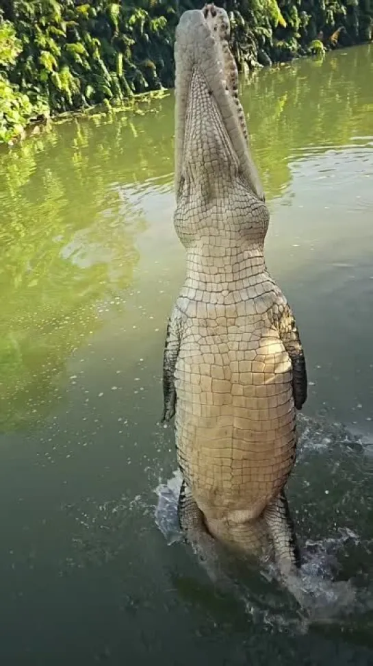 Невероятная природа vk.com/incrediblenature (автор видео @crocodyluspark)