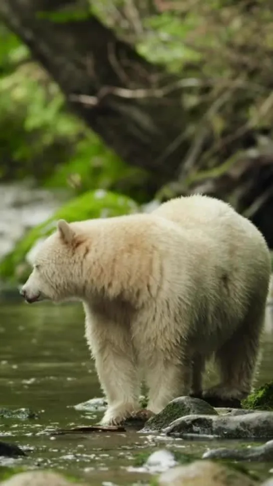 Невероятная природа vk.com/incrediblenature (автор видео @paulnicklen)