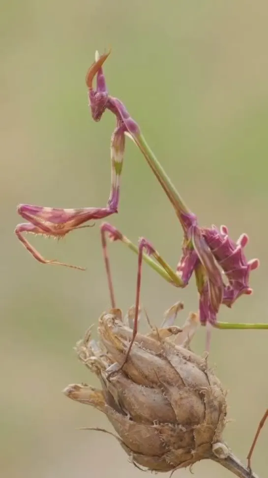 Невероятная природа vk.com/incrediblenature (автор видео @malbafont_macrophotography)