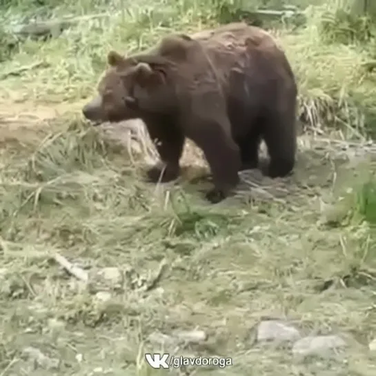 Сам Себе Автомеханик -  Медведи