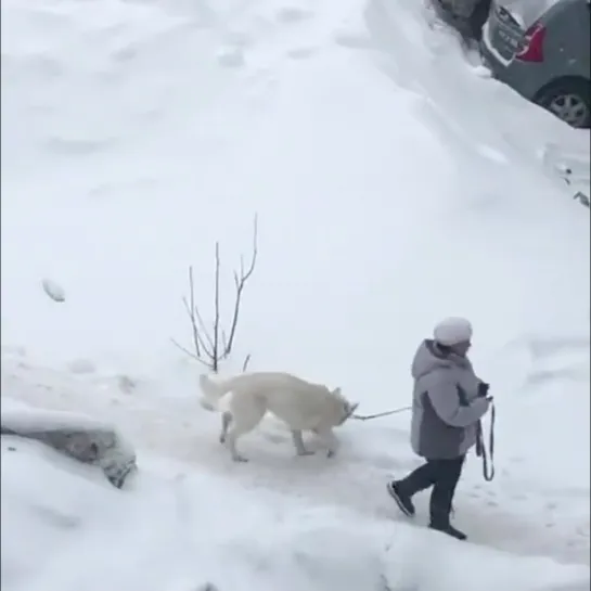 Съел снега для храбрости.