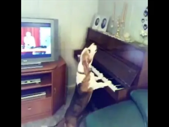 Dog Playing Piano And Singing