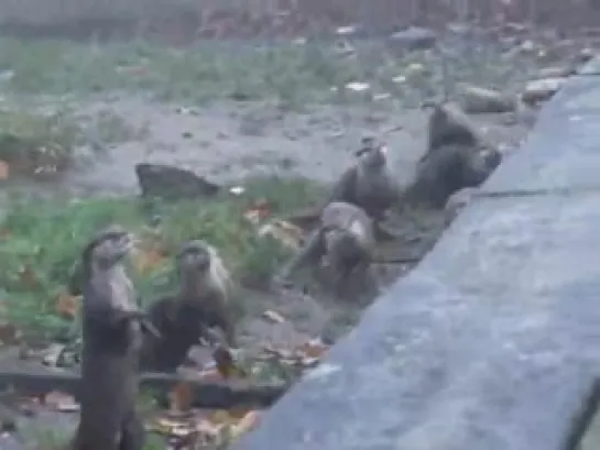 Otters 'Dancing' at Chester zoo