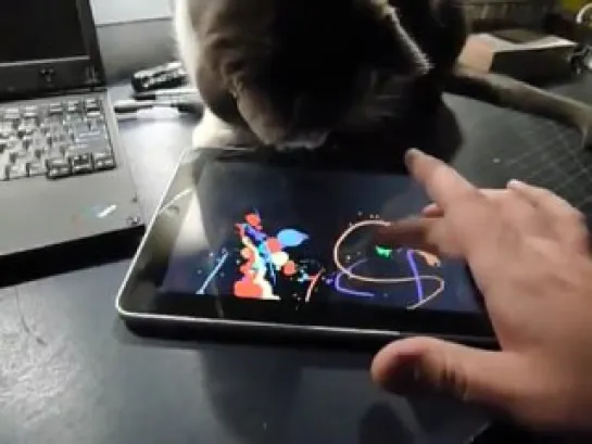 Котэ рисует на iPad