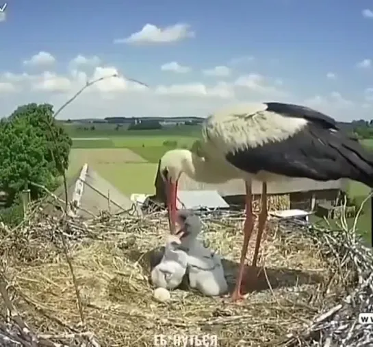 Видео от Они тупые?