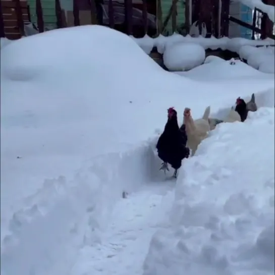 А ножки то мерзнут..