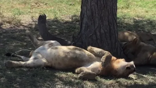 Это страшный ночной сон из детства 🙈 А льву всё можно!