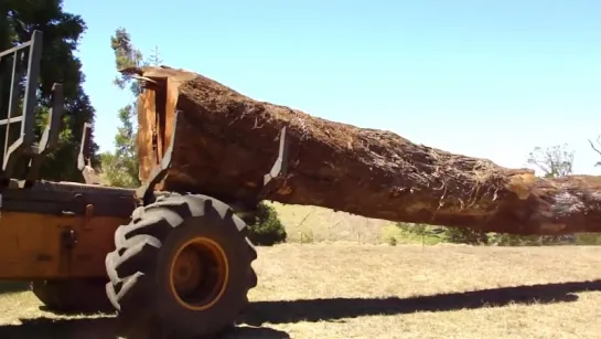 Extreme Logging Island Style