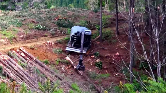 Extreme logging. Nelson NZ