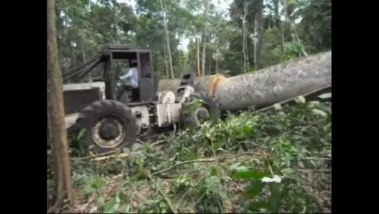 Amazonia logger