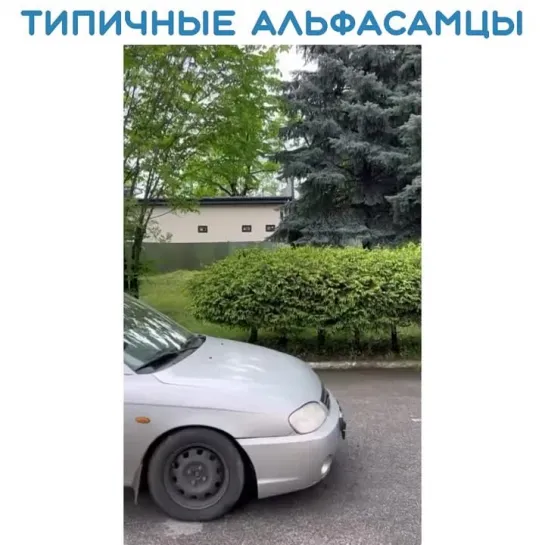 Альфачи