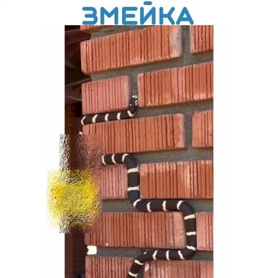 Змейка