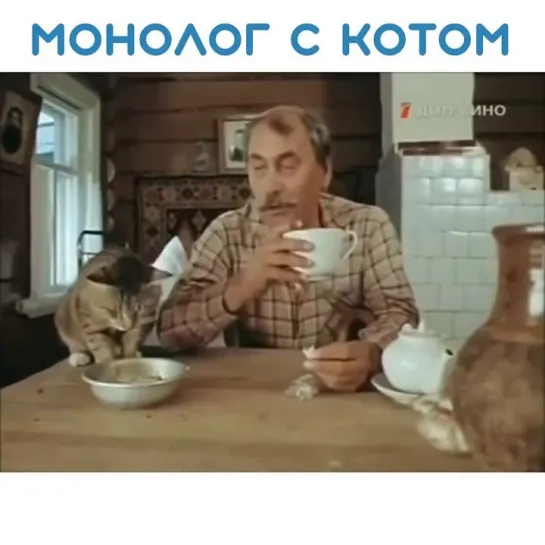 Раньше коты себя так не вели