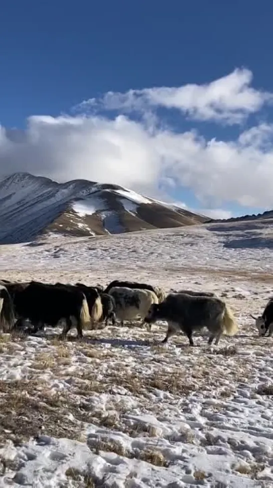 Видео от РОССИЯ