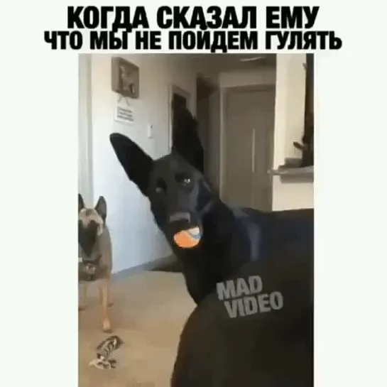 Видео от Смехота  и  только)) юмор!