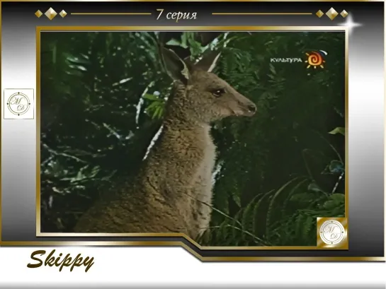 Skippy the Bush Kangaroo S1E07 The Lyre Bird / Кенгуру Скиппи 7 серия