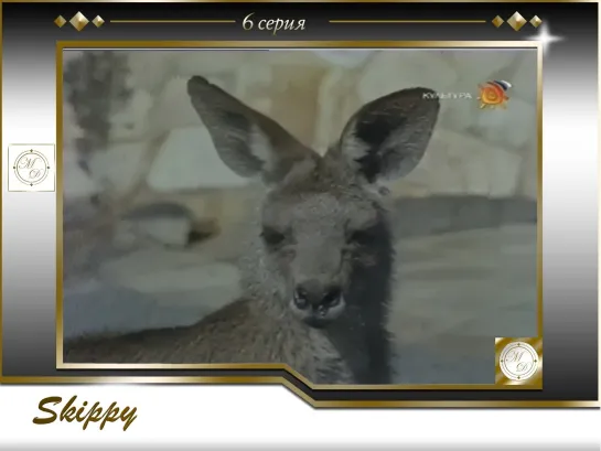 Skippy the Bush Kangaroo S1E06 Cage of Koalas / Кенгуру Скиппи 6 серия