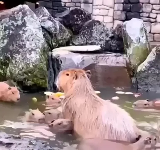 Видео от Весёлый Социопат