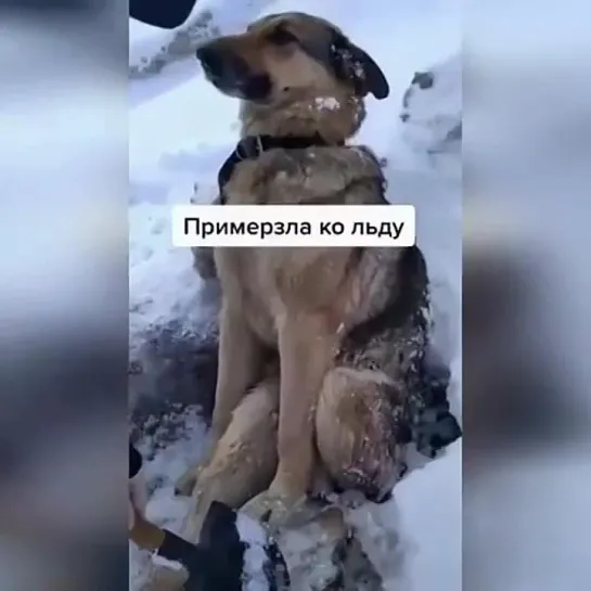 Видео от Вокруг света