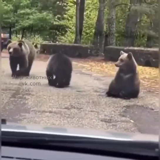 Видео от Вокруг света