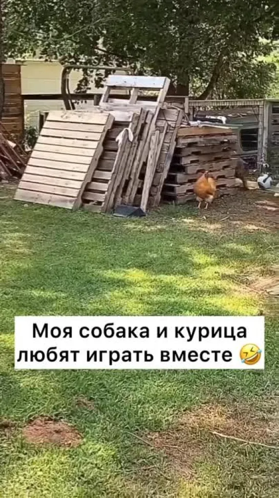 Необычный пример дружбы.