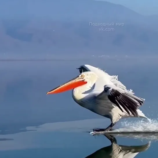 Элегантное приземление пеликана...