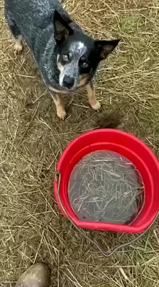 Видео Долбоёба