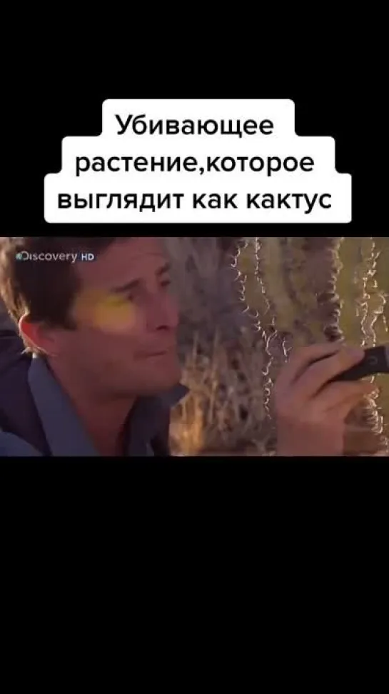 ядовитый кактус