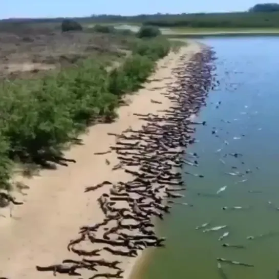 Бразильский Пляж, Пантанал 🐊