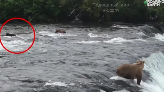 Невероятные кадры, мама медведица спешит спасать своих детёнышей