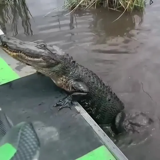 Видео от Вокруг света