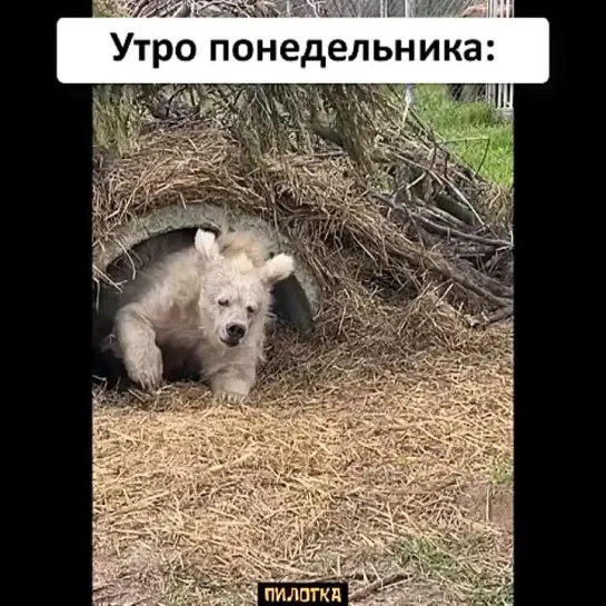 ПИЛОТКА