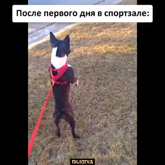 ПИЛОТКА