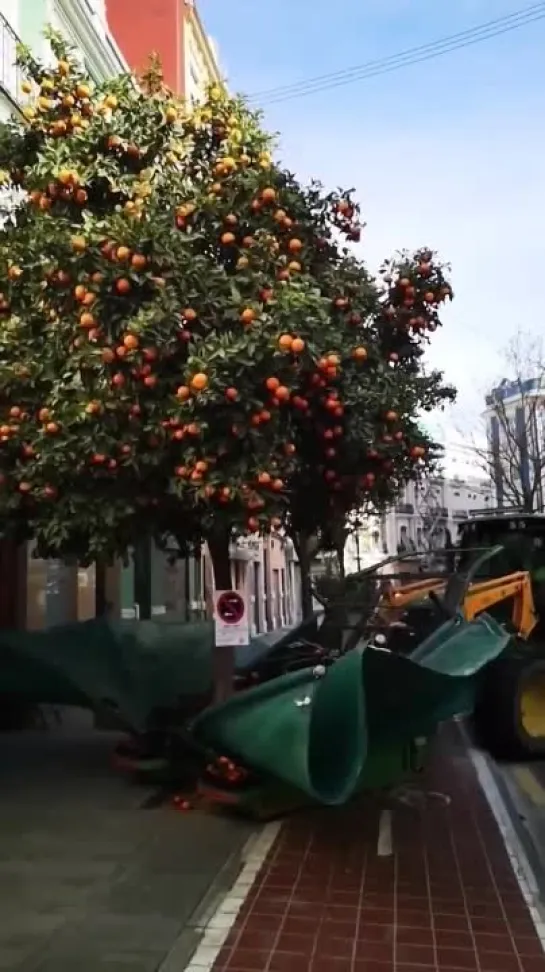 🍊Сборка апельсинов в Испании