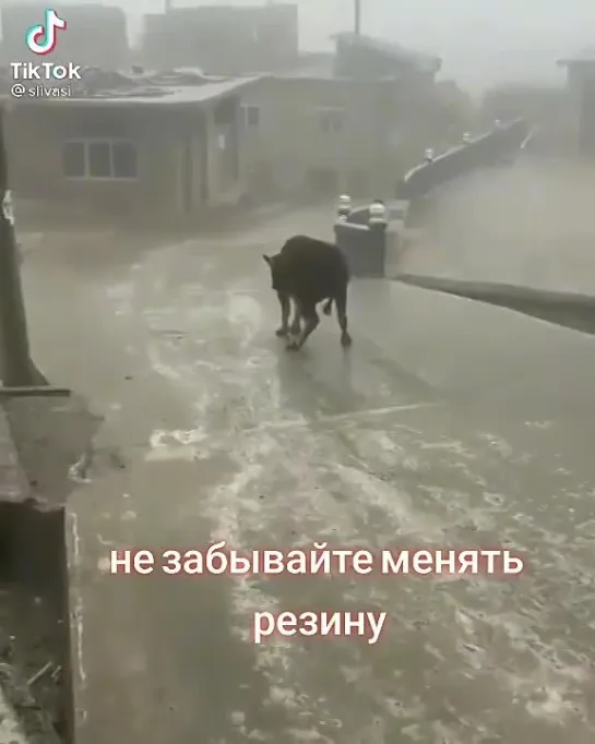 Видео от Натали Птицы