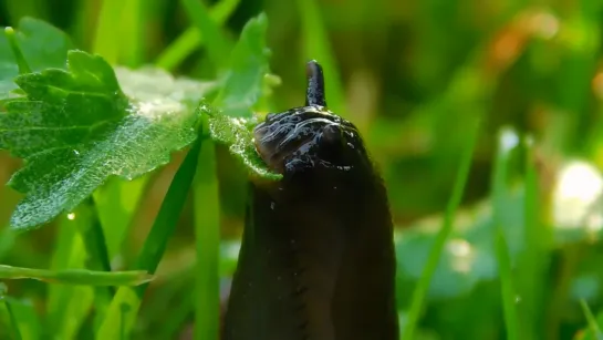 Слизняк ест лист / slug eating a leaf