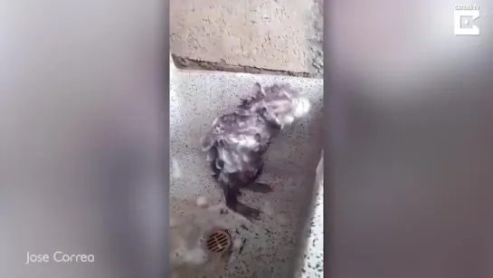 Bizarre Rat Washes Itself Like Human