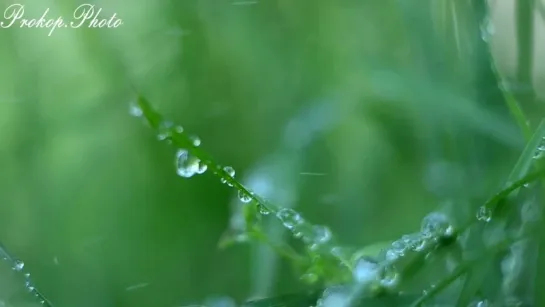 Макро капель росы _ Macro dew drop