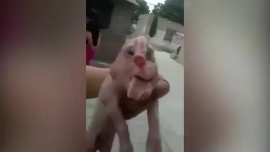 Mutant pig with human face and PENIS on forehead caught on camera in China Mirror Online