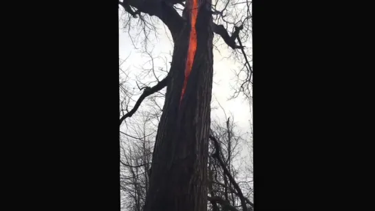 Tree fire in Defiance, OH - December 21, 2015