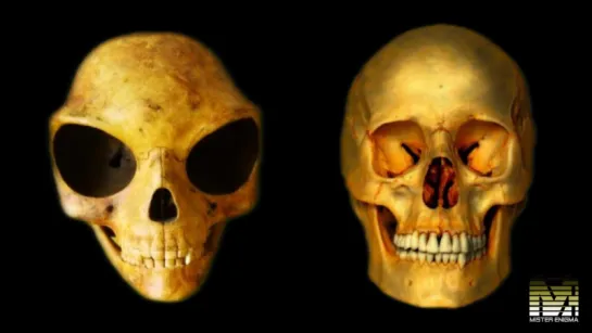 Is The Sealand Skull Proof Of Alien Life (Alien Mysteries)