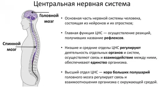 Нервная система - спинной мозг