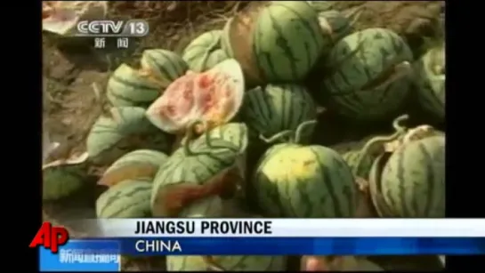 Watermelons Explode Because of Chemical