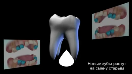 Растим новые зубы. Невероятно!