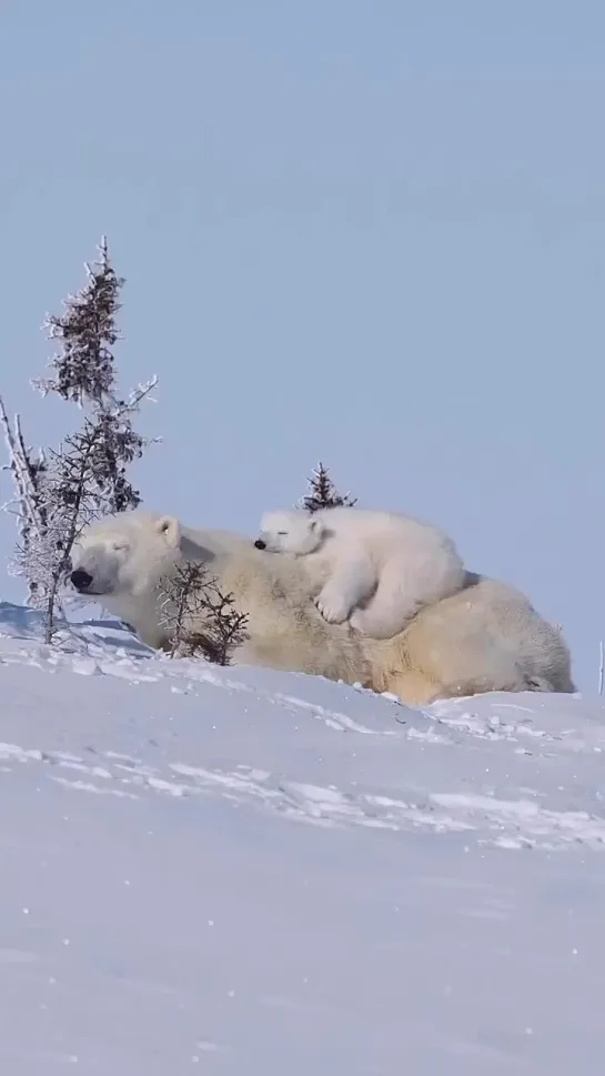 Видео от Весёлый Социопат