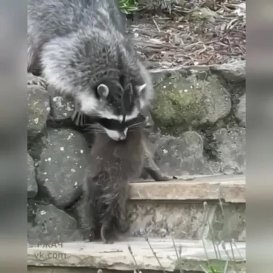 Видео РЖАЧ