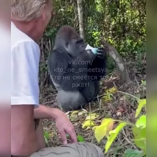 Видео от Веселые Кавказцы